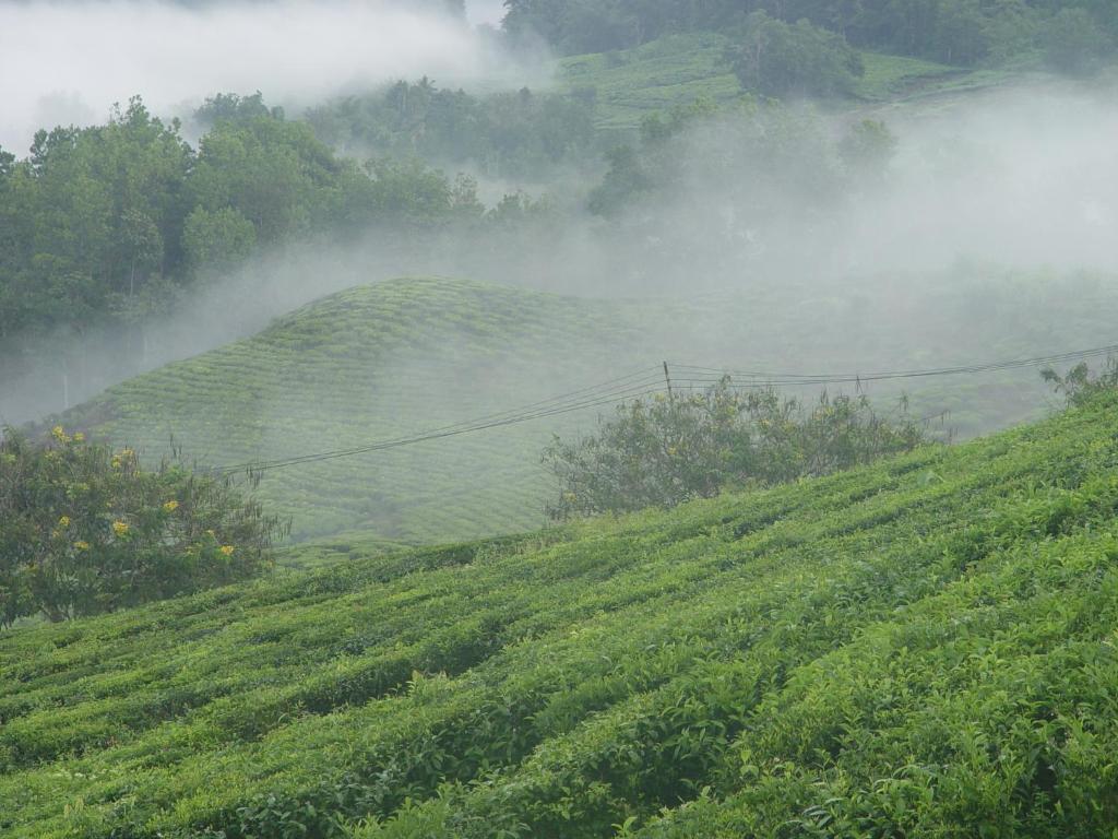 Sabah Tea Garden-Longhouses Ranau Bagian luar foto