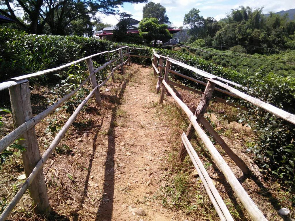 Sabah Tea Garden-Longhouses Ranau Bagian luar foto